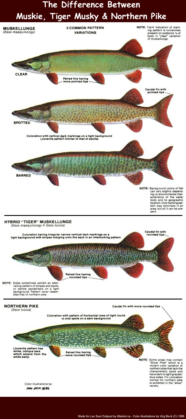 Difference Between Pike Muskie